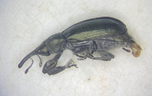 Magdalis phlegmatica